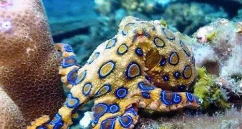 世界上杀人最多的动物前十名