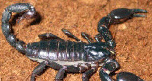 世界上杀人最多的动物前十名