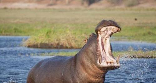 世界上杀人最多的动物前十名