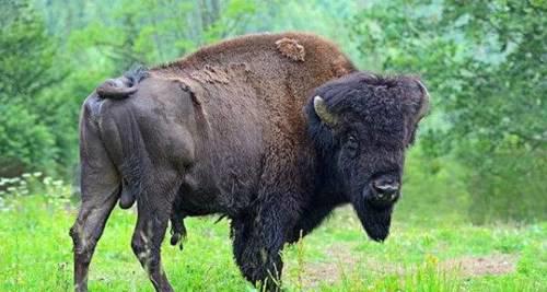 世界上杀人最多的动物前十名