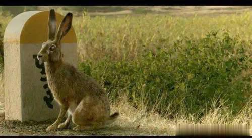 太恐怖了 为什么可爱的兔子总被做成吓人的恐怖片