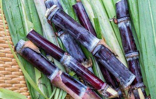 甘蔗上火还是下火