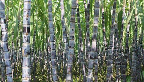 甘蔗上火还是下火