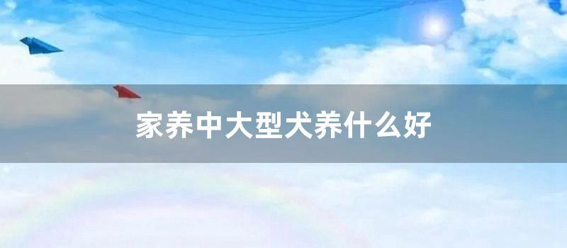 家养中大型犬养什么好 (十大适合家养的大型犬)