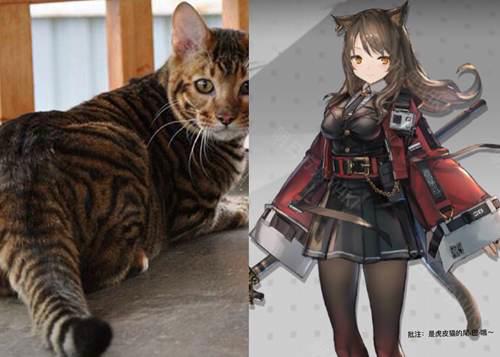 明日方舟考究向 菲林到底是什么