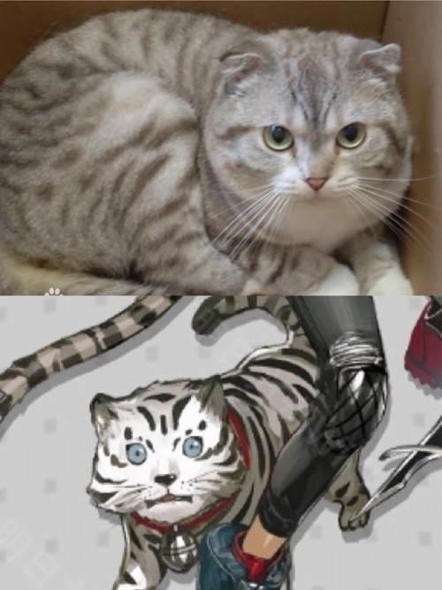 明日方舟考究向 菲林到底是什么