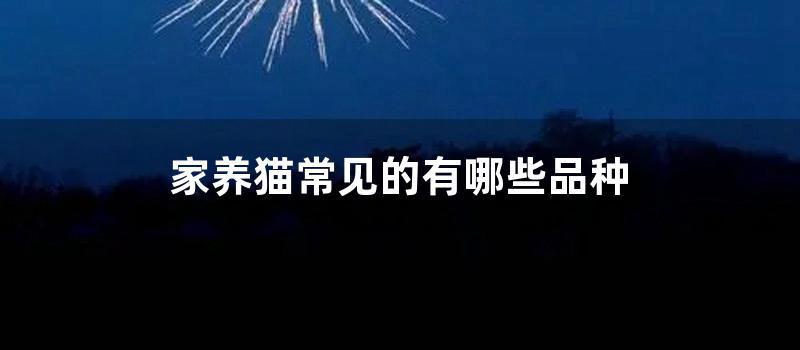 家养猫常见的有哪些品种 (常见家养猫种类)