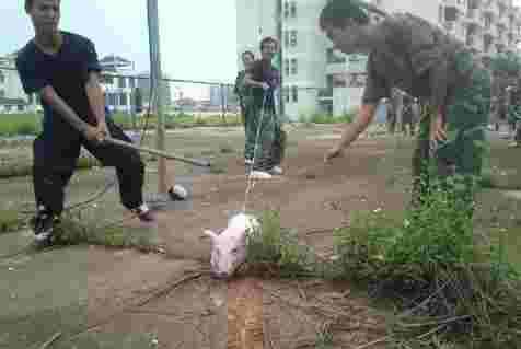 南宁某高校虐猪门真相 南宁警官学校虐猪门 人肉虐猪门事件