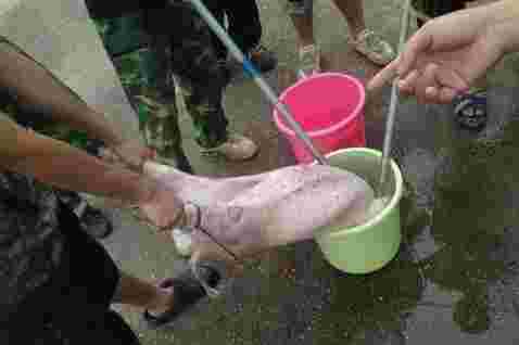 南宁某高校虐猪门真相 南宁警官学校虐猪门 人肉虐猪门事件