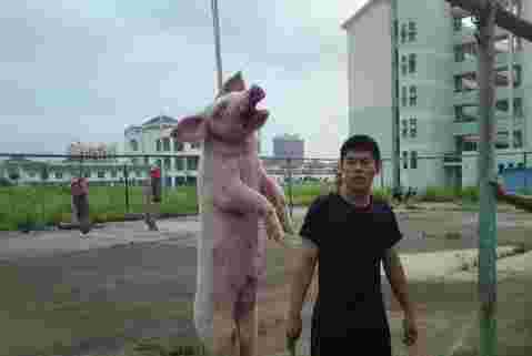 南宁某高校虐猪门真相 南宁警官学校虐猪门 人肉虐猪门事件