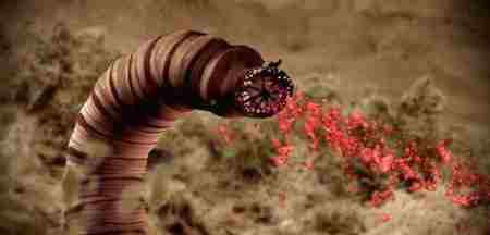 蒙古死亡蠕虫真的存在吗