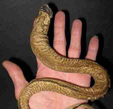 蒙古死亡蠕虫真的存在吗