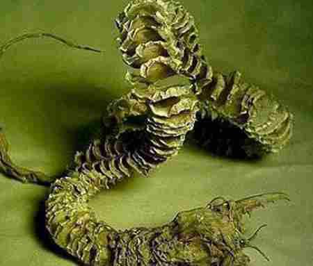 蒙古死亡蠕虫真的存在吗