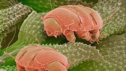 世界上生命力最顽强的生物