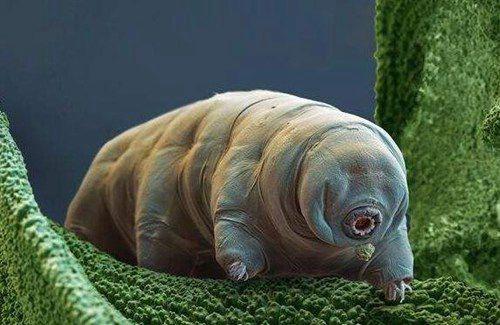 世界上生命力最顽强的生物