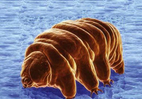 世界上生命力最顽强的生物