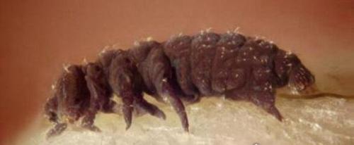 世界上生命力最顽强的生物