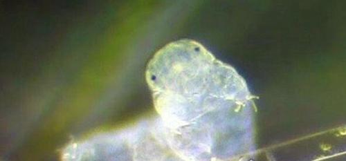 世界上生命力最顽强的生物