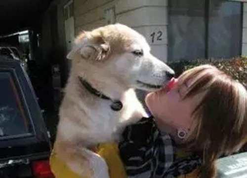 请问网络词 舔狗是什么意思