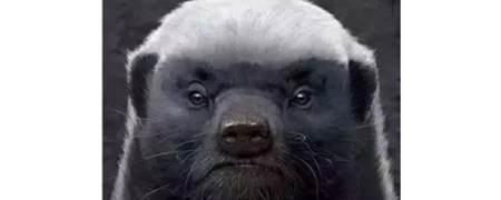 平头哥是什么梗