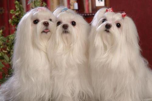 十种体型最小的狗狗排名