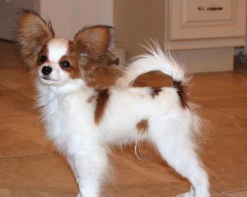 十种体型最小的狗狗排名