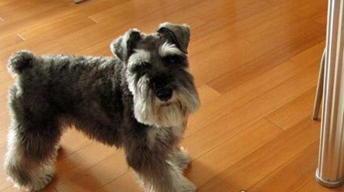 十种体型最小的狗狗排名