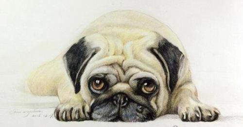 十种体型最小的狗狗排名