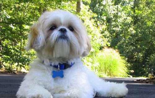 十种体型最小的狗狗排名