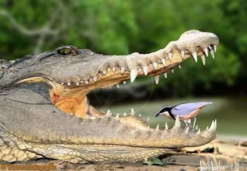 辟谣 鳄鱼与牙签鸟的真相