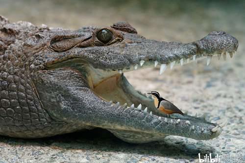 辟谣 鳄鱼与牙签鸟的真相