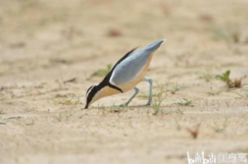 辟谣 鳄鱼与牙签鸟的真相