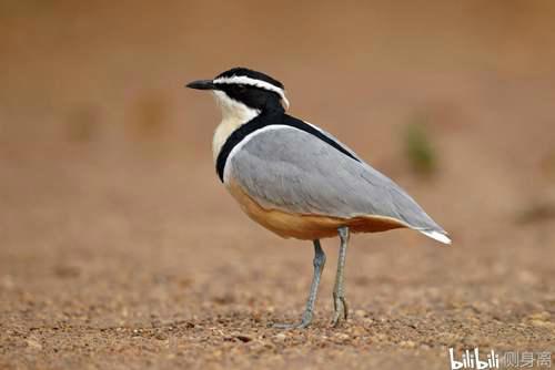 辟谣 鳄鱼与牙签鸟的真相