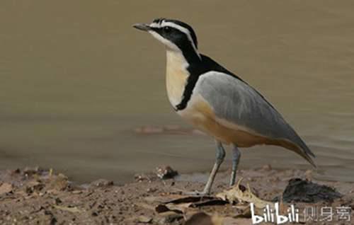 辟谣 鳄鱼与牙签鸟的真相