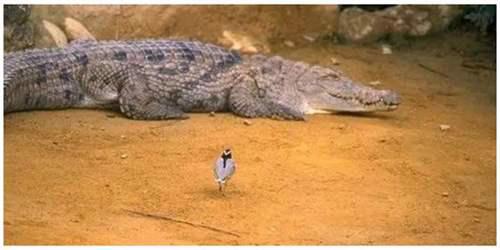 辟谣 鳄鱼与牙签鸟的真相