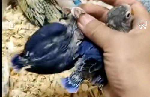 眼镜类 头类 牡丹鹦鹉图鉴
