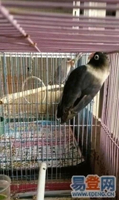 眼镜类 头类 牡丹鹦鹉图鉴