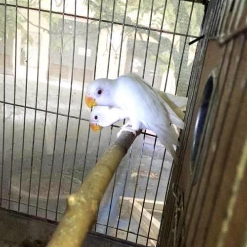 眼镜类 头类 牡丹鹦鹉图鉴