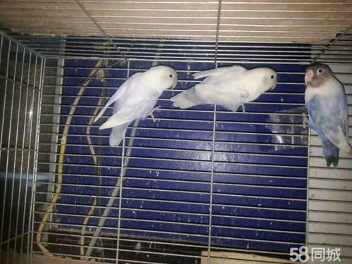 眼镜类 头类 牡丹鹦鹉图鉴