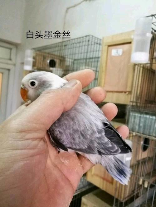 眼镜类 头类 牡丹鹦鹉图鉴