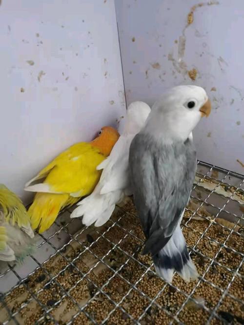 眼镜类 头类 牡丹鹦鹉图鉴
