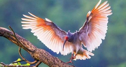 中国十大珍稀动物