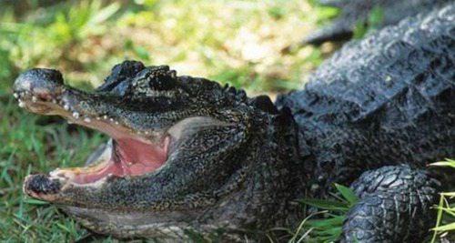 中国十大珍稀动物