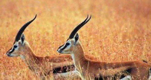 中国十大珍稀动物