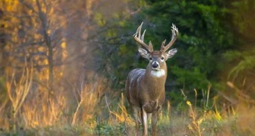 中国十大珍稀动物