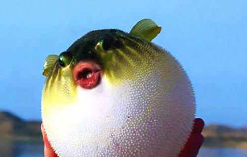 海洋10大毒王排名