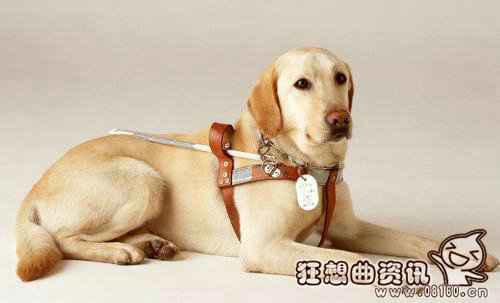 中国导盲犬使用情况的现状