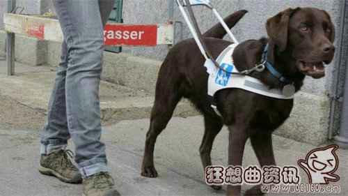 中国导盲犬使用情况的现状