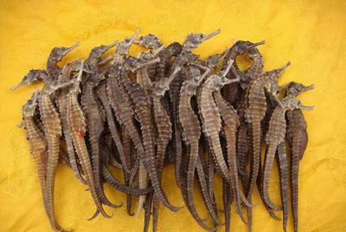 中国十大珍贵中药材