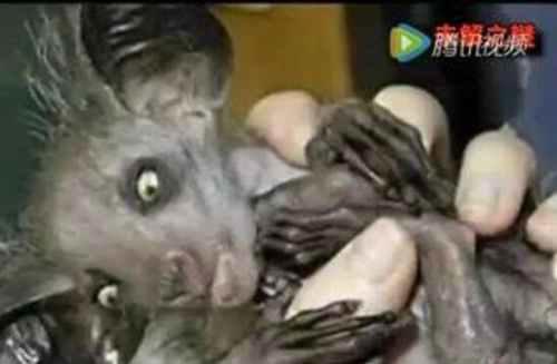 广东水库抓到一只女鬼